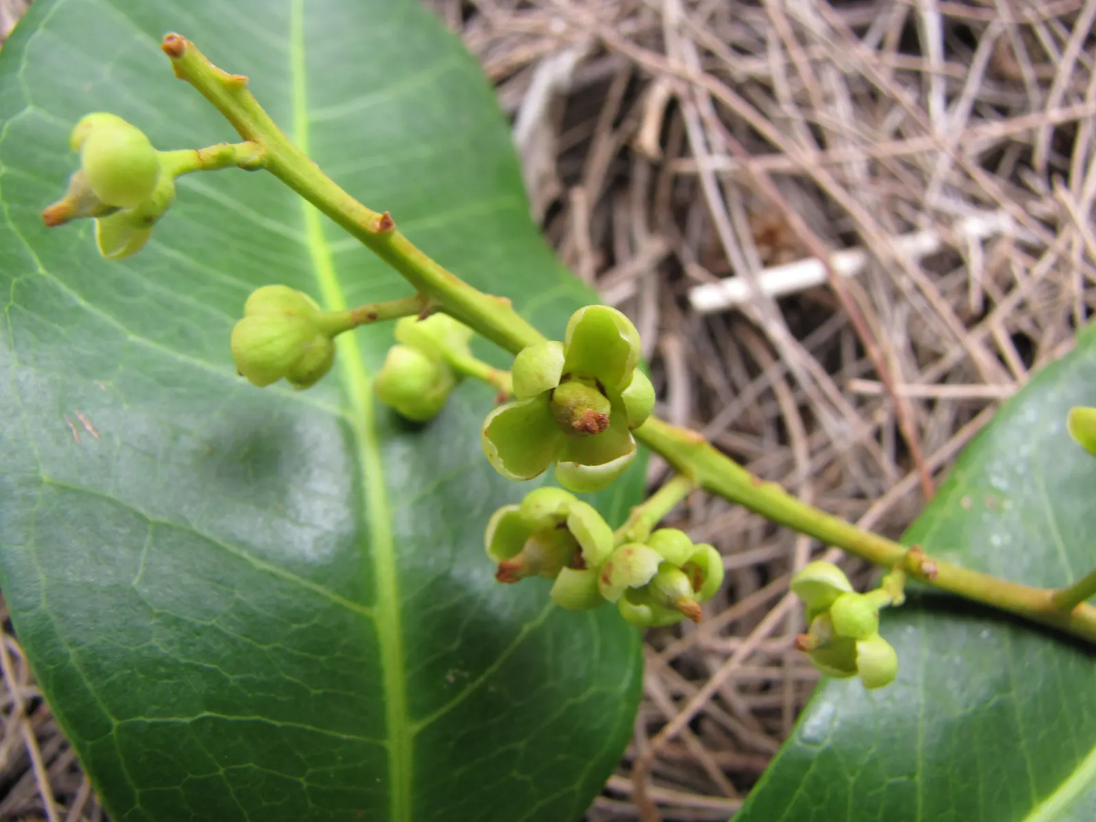 Carrot Wood (Cupaniopsis Anacardioides) — rounded canopy and glossy; each roughly 2 to 4 inches long, image 58