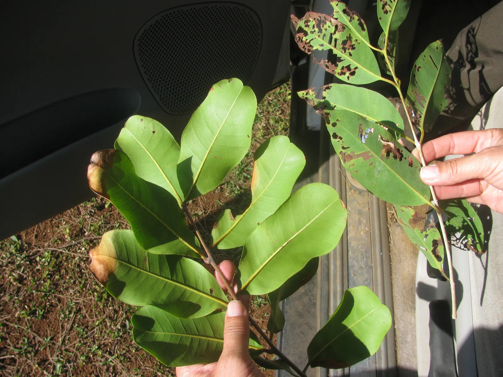 Carrot Wood (Cupaniopsis Anacardioides) — is an evergreen species well-suited for adding a touch of the tropics to any landscape