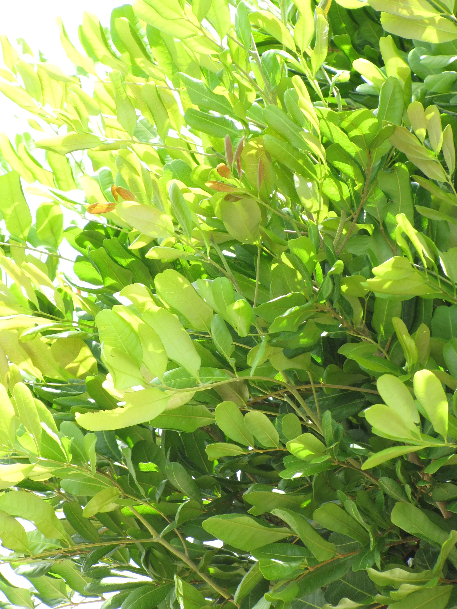 Carrot Wood (Cupaniopsis Anacardioides) — maintaining their rich green hue throughout the year.<br><br>Small; its endurance of various conditions, image 69