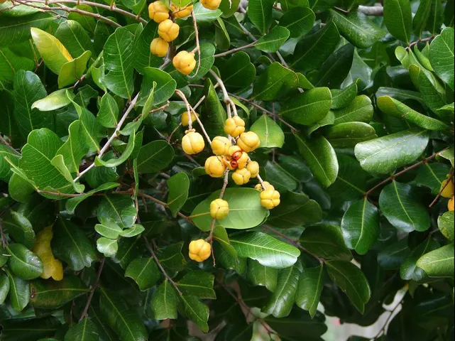 Carrot Wood (Cupaniopsis Anacardioides) — These leaves cluster together in a visually striking manner