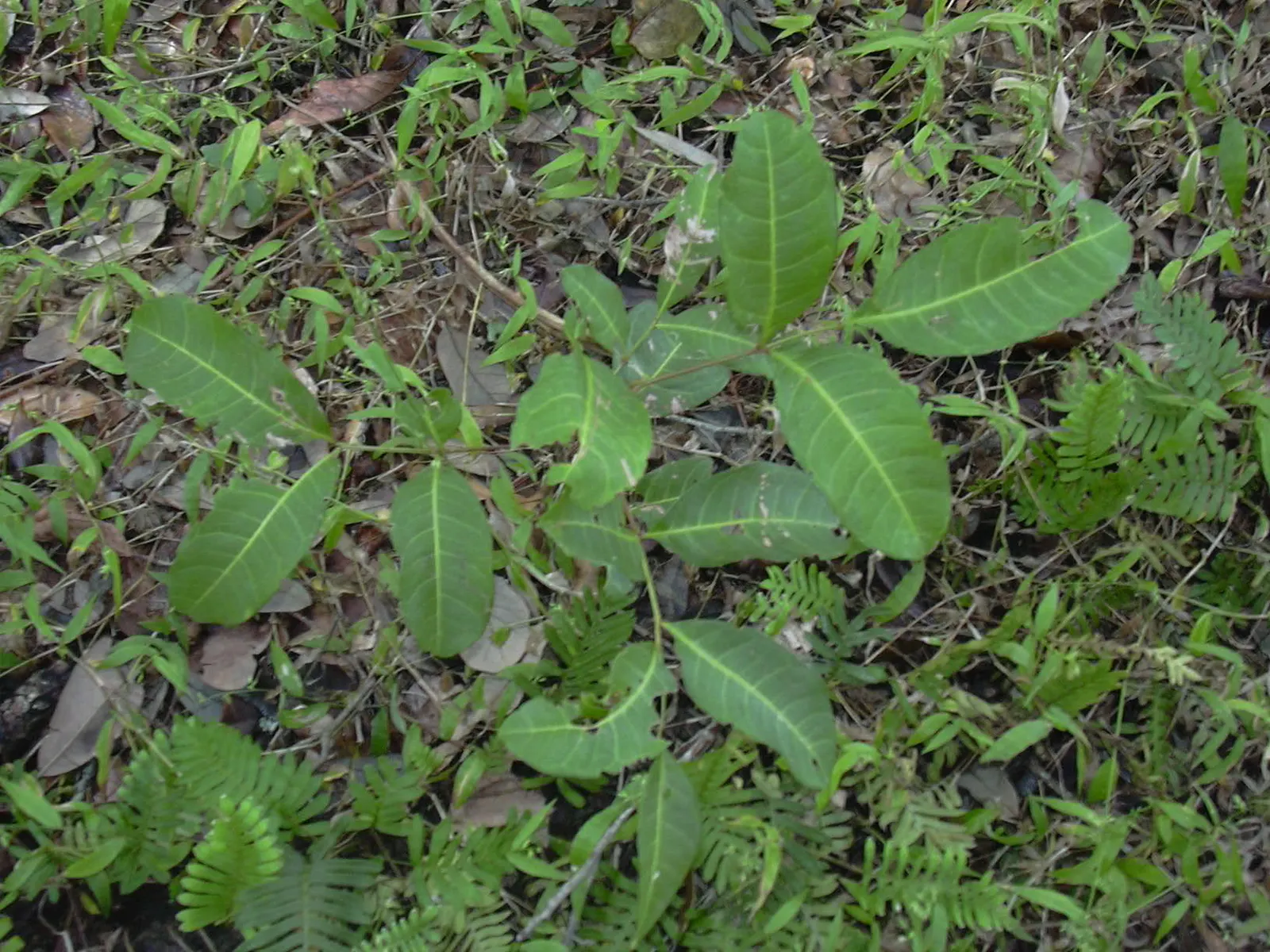 Carrot Wood (Cupaniopsis Anacardioides) — The Carrot Wood (Cupaniopsis anacardioides) is an evergreen tree valued for its dense