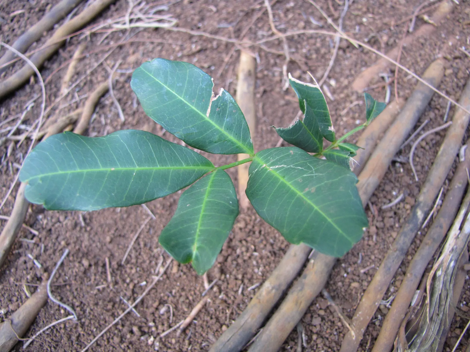 Carrot Wood (Cupaniopsis Anacardioides) — these fruits can attract an array of bird species; its endurance of various conditions, image 73