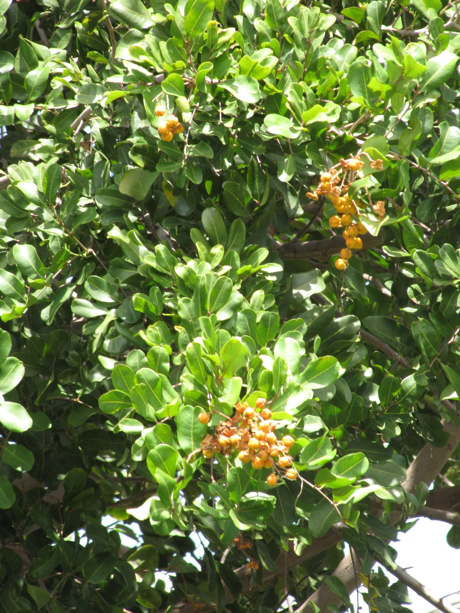 Carrot Wood (Cupaniopsis Anacardioides) — Its endurance of various conditions; with its versatility and attractive features, image 60