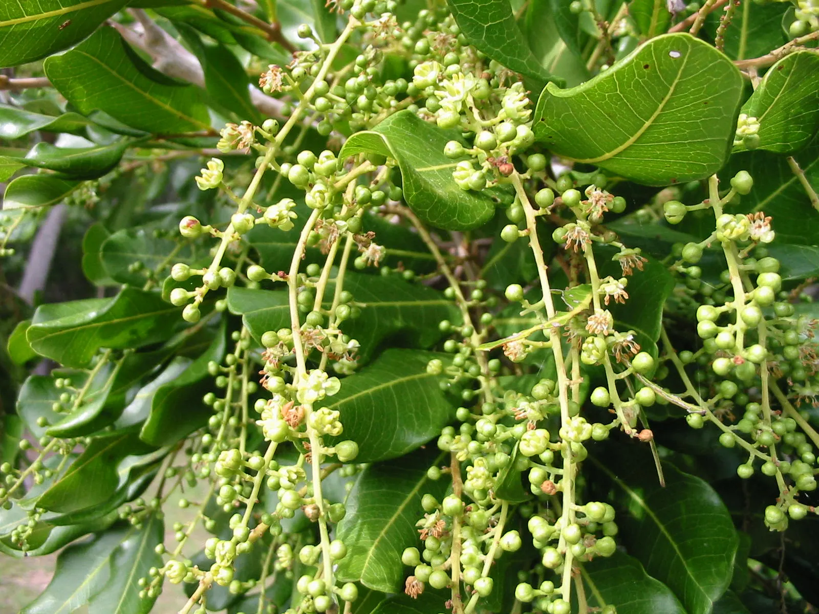 Carrot Wood (Cupaniopsis Anacardioides) — orange-yellow fruits resembling small berries