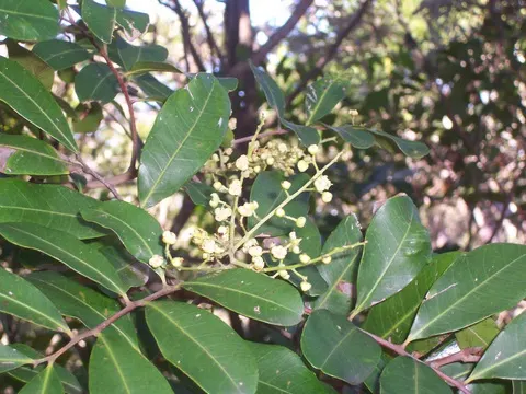 Carrot Wood (Cupaniopsis Anacardioides) — each roughly 2 to 4 inches long