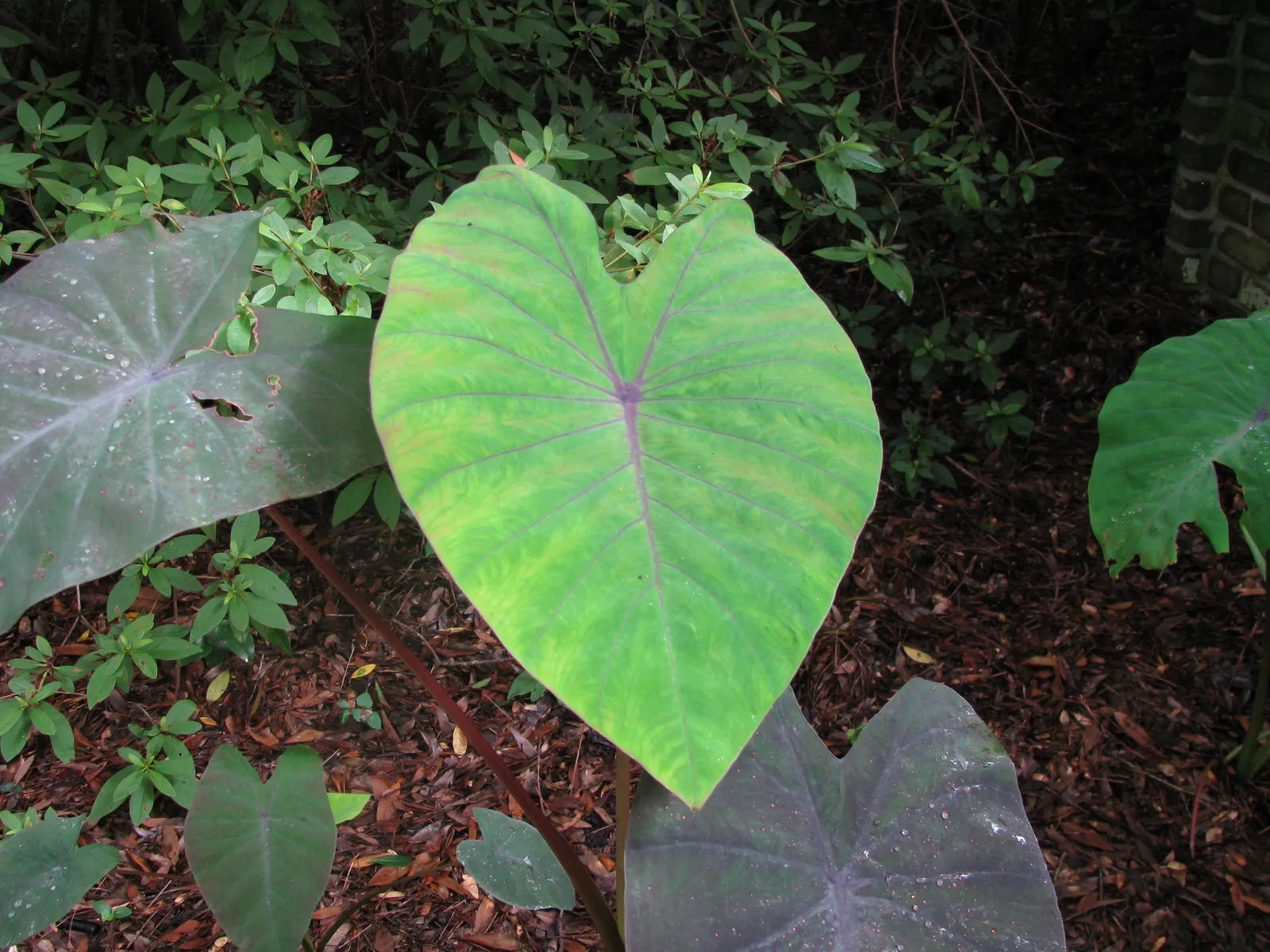 Black Magic Taro (Colocasia Esculenta 'Black Magic') — preferring consistently moist or even boggy conditions