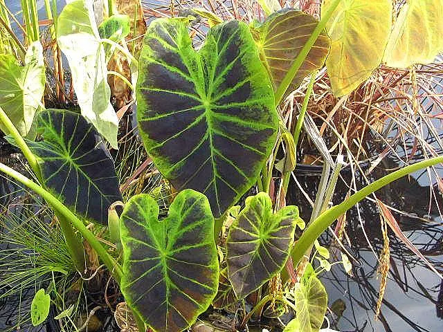 Black Magic Taro (Colocasia Esculenta 'Black Magic') — Thriving in partial to full shade, this plant prefers moist, rich soils