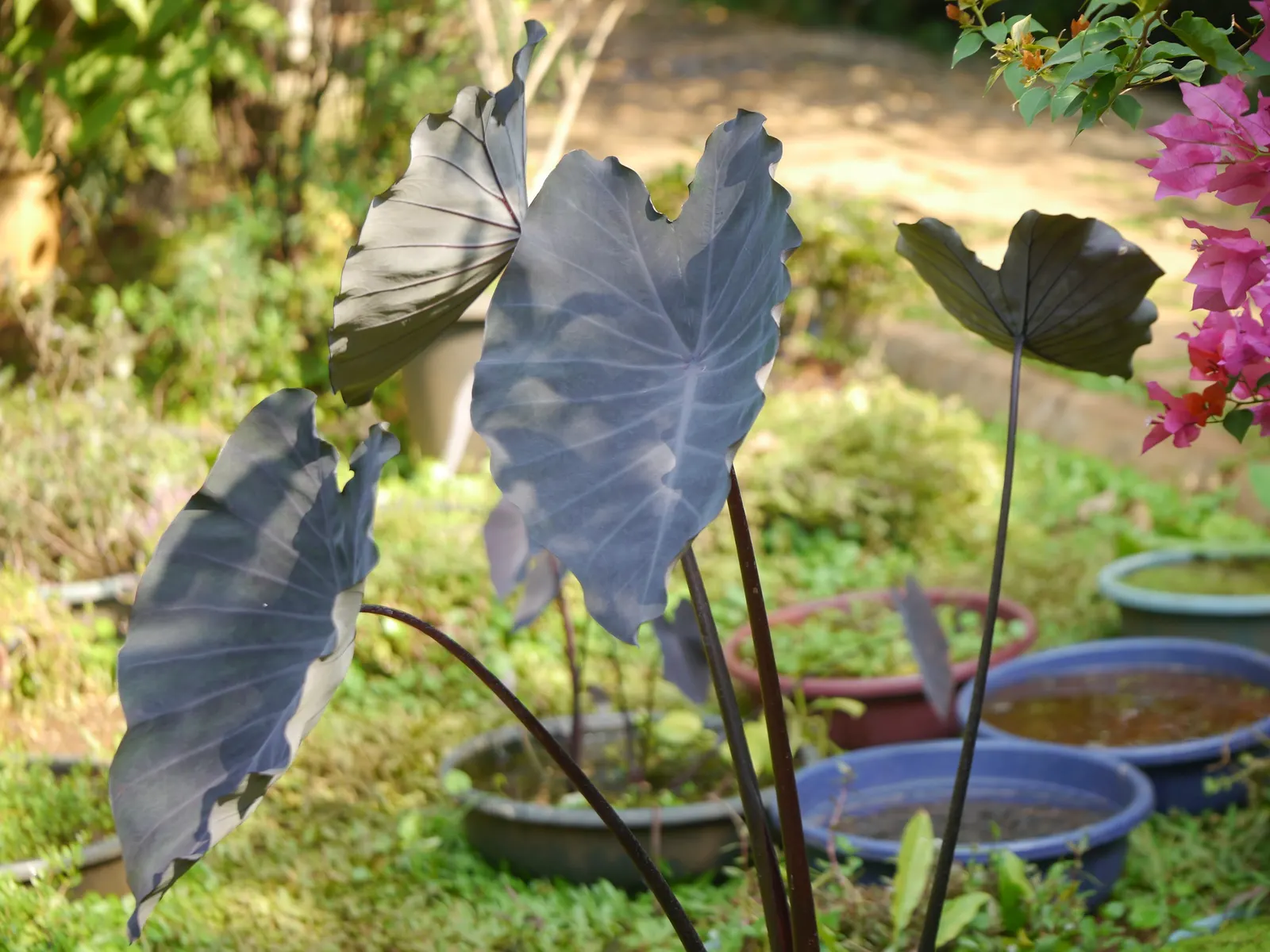 Black Magic Taro (Colocasia Esculenta 'Black Magic') — green and multi-colored and white flowers in the garden