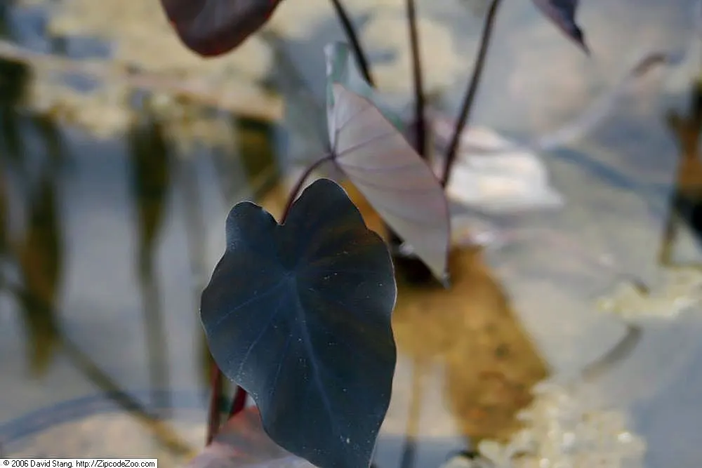 Black Magic Taro (Colocasia Esculenta 'Black Magic') — while a slightly acidic to neutral pH is ideal for optimal growth.<br><br>This plant offers design