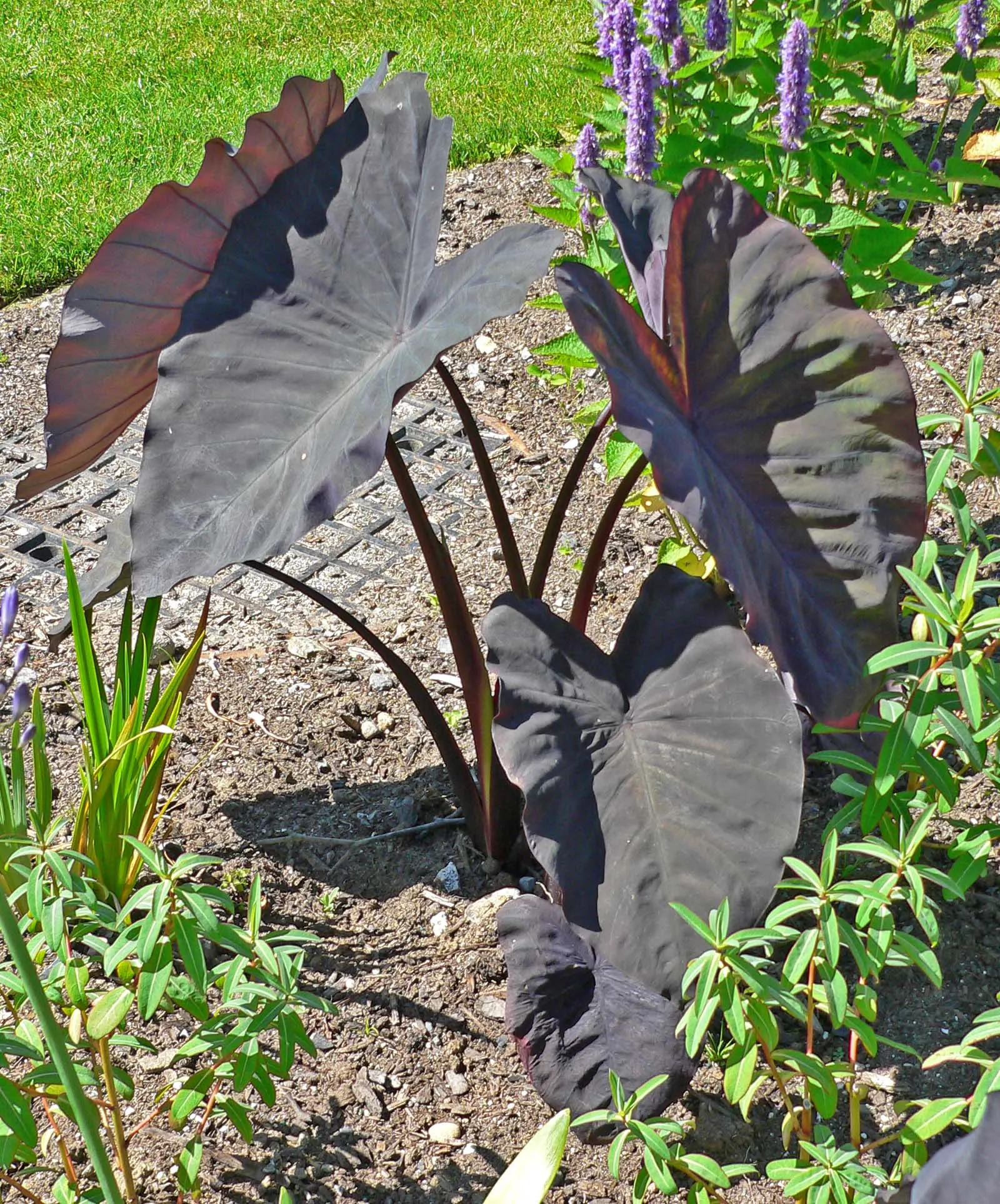 Black Magic Taro (Colocasia Esculenta 'Black Magic') — or waterside plantings where it can be showcased as a standalone specimen for its striking appearance