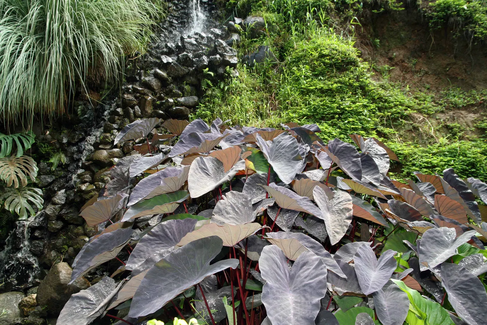 Black Magic Taro (Colocasia Esculenta 'Black Magic') — commonly known as Black Magic Taro