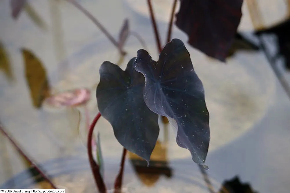 Black Magic Taro (Colocasia Esculenta 'Black Magic') — making it suitable for container gardens