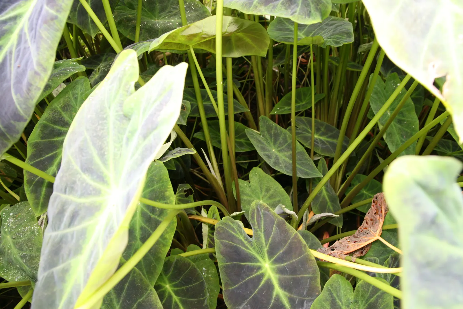 Black Magic Taro (Colocasia Esculenta 'Black Magic') — so caution should be exercised if pets or children are present in the garden vicinity