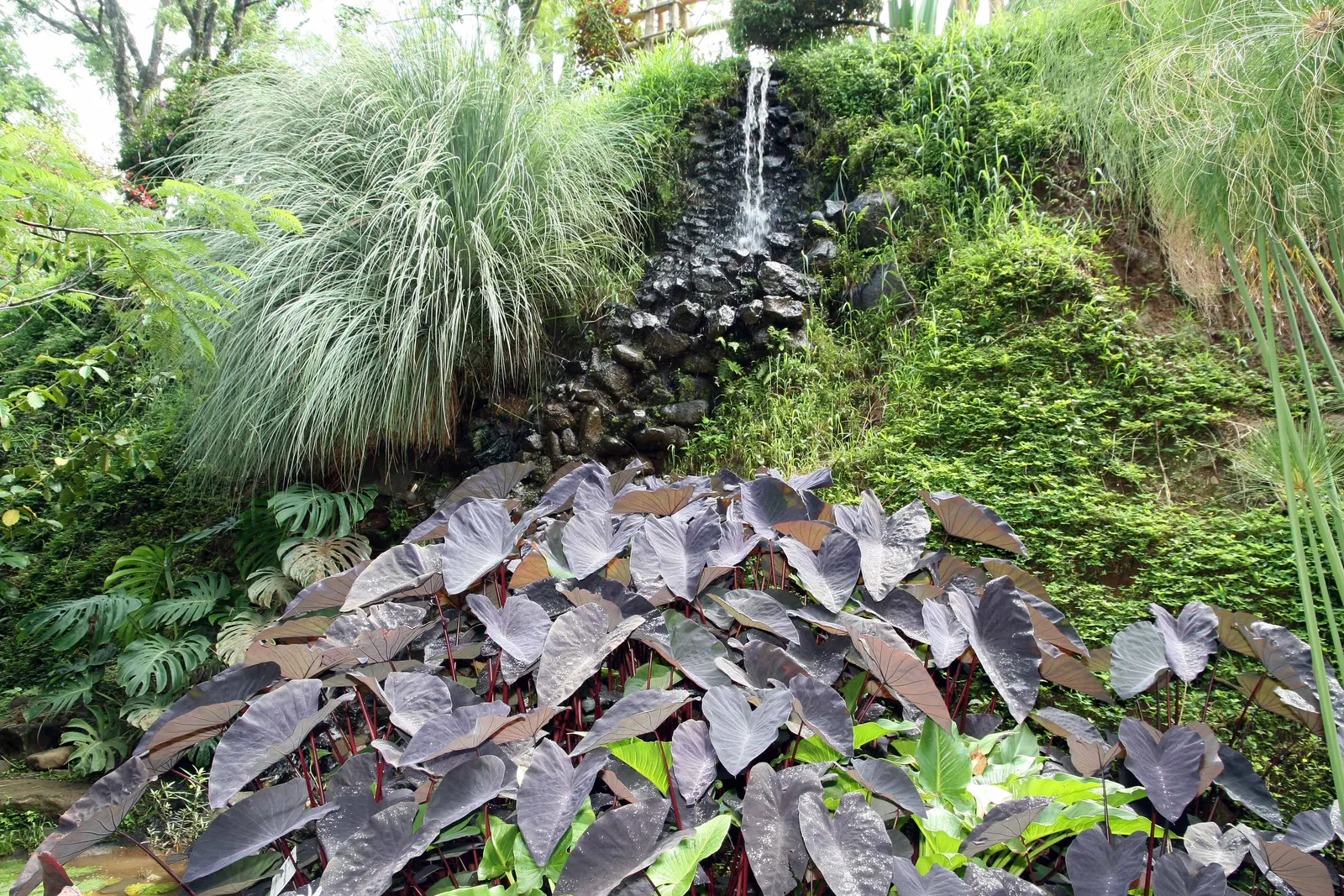 Black Magic Taro (Colocasia Esculenta 'Black Magic') — shrub with green and multi-colored and white blooms
