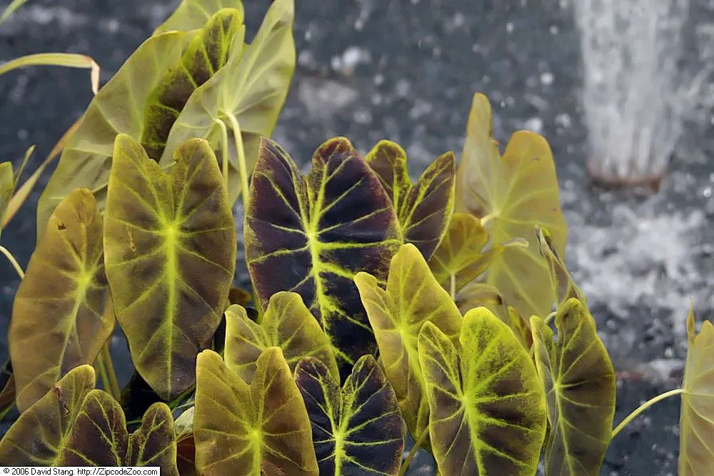 Black Magic Taro (Colocasia Esculenta 'Black Magic') — it is important to note that while this plant has remarkable decorative qualities