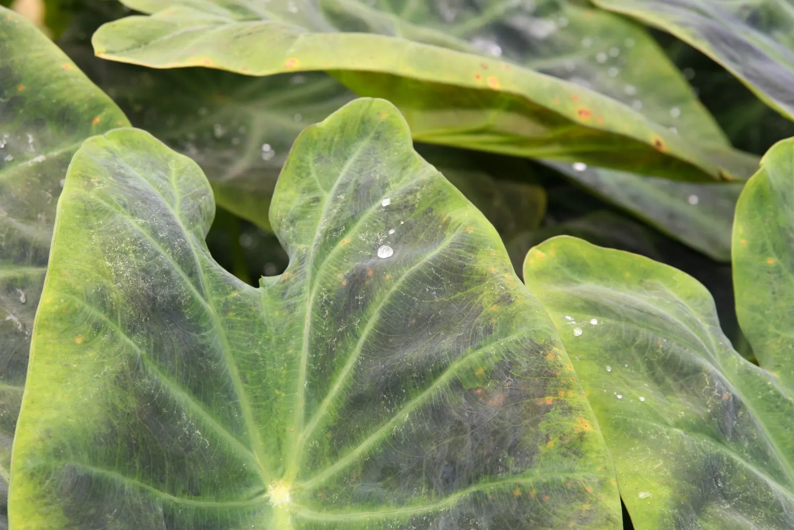 Black Magic Taro (Colocasia Esculenta 'Black Magic') — Mature height reaches up to 3-6 feet with a spread of 2-4 feet