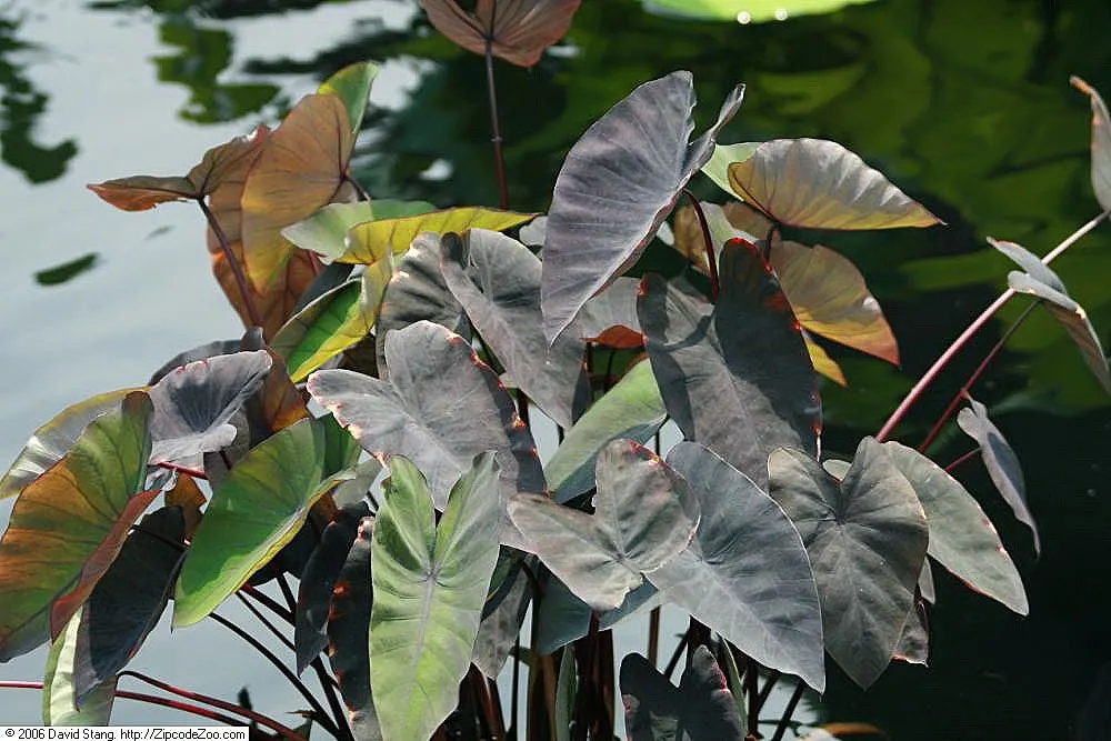 Black Magic Taro (Colocasia Esculenta 'Black Magic') — mimicking its natural habitat as a marginal aquatic plant