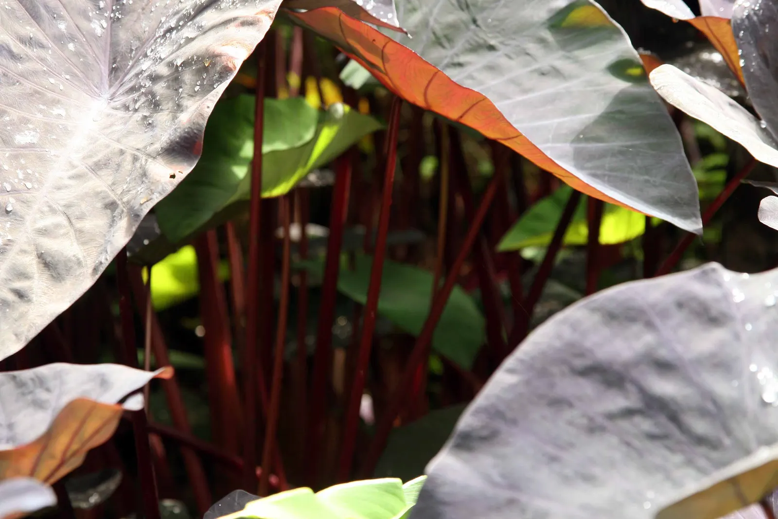 Black Magic Taro (Colocasia Esculenta 'Black Magic') — It exhibits a captivating foliage with heart-shaped leaves that can grow up to 2 feet in length