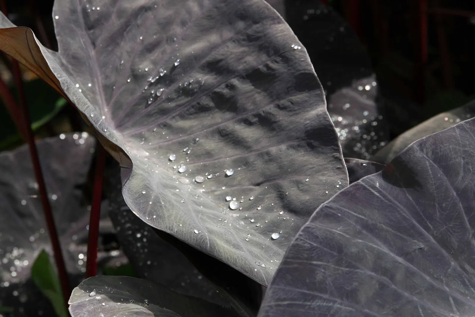 Black Magic Taro (Colocasia Esculenta 'Black Magic') — commonly referred to as Black Magic Taro