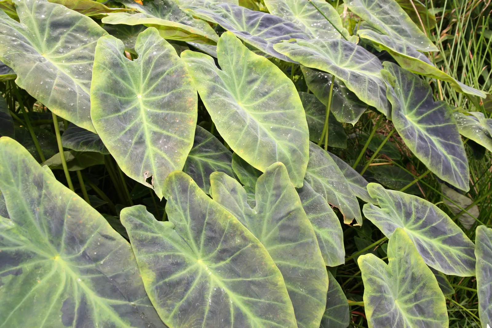 Black Magic Taro (Colocasia Esculenta 'Black Magic') — making it a bold accent in water features or damp garden areas