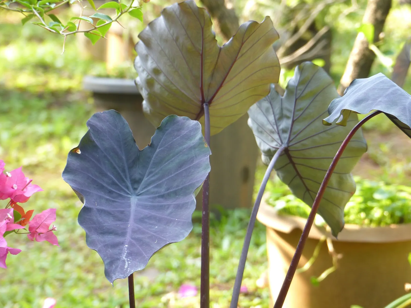 Black Magic Taro (Colocasia Esculenta 'Black Magic') — all parts of the Black Magic Taro are considered toxic if ingested
