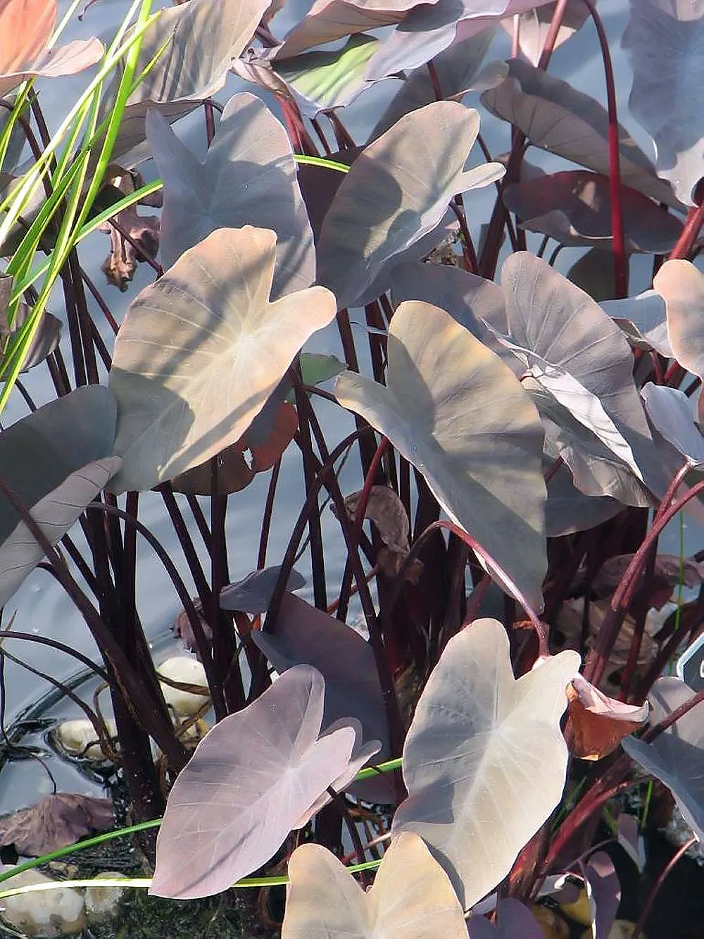 Black Magic Taro (Colocasia Esculenta 'Black Magic') — Its foliage, which can span up to 2 feet in length, boasts a deep, velvety purple to black hue