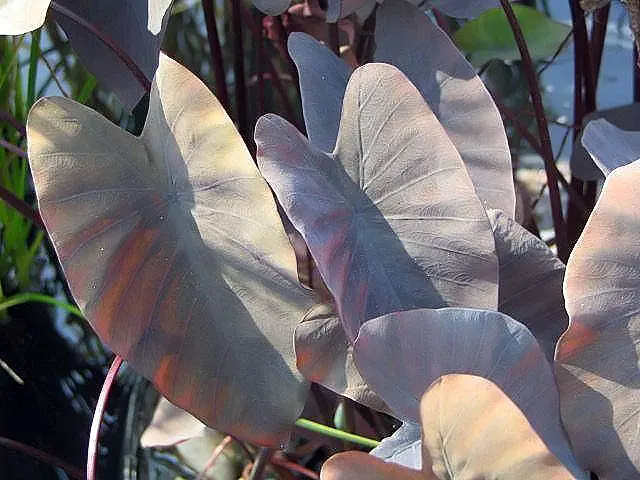 Black Magic Taro (Colocasia Esculenta 'Black Magic') — is a stunning perennial that can serve as a dramatic focal point in any landscape design