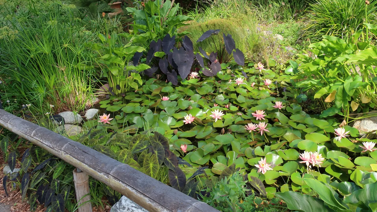 Black Magic Taro (Colocasia Esculenta 'Black Magic') — with a unique dark purple to black hue that intensifies in full sun exposure