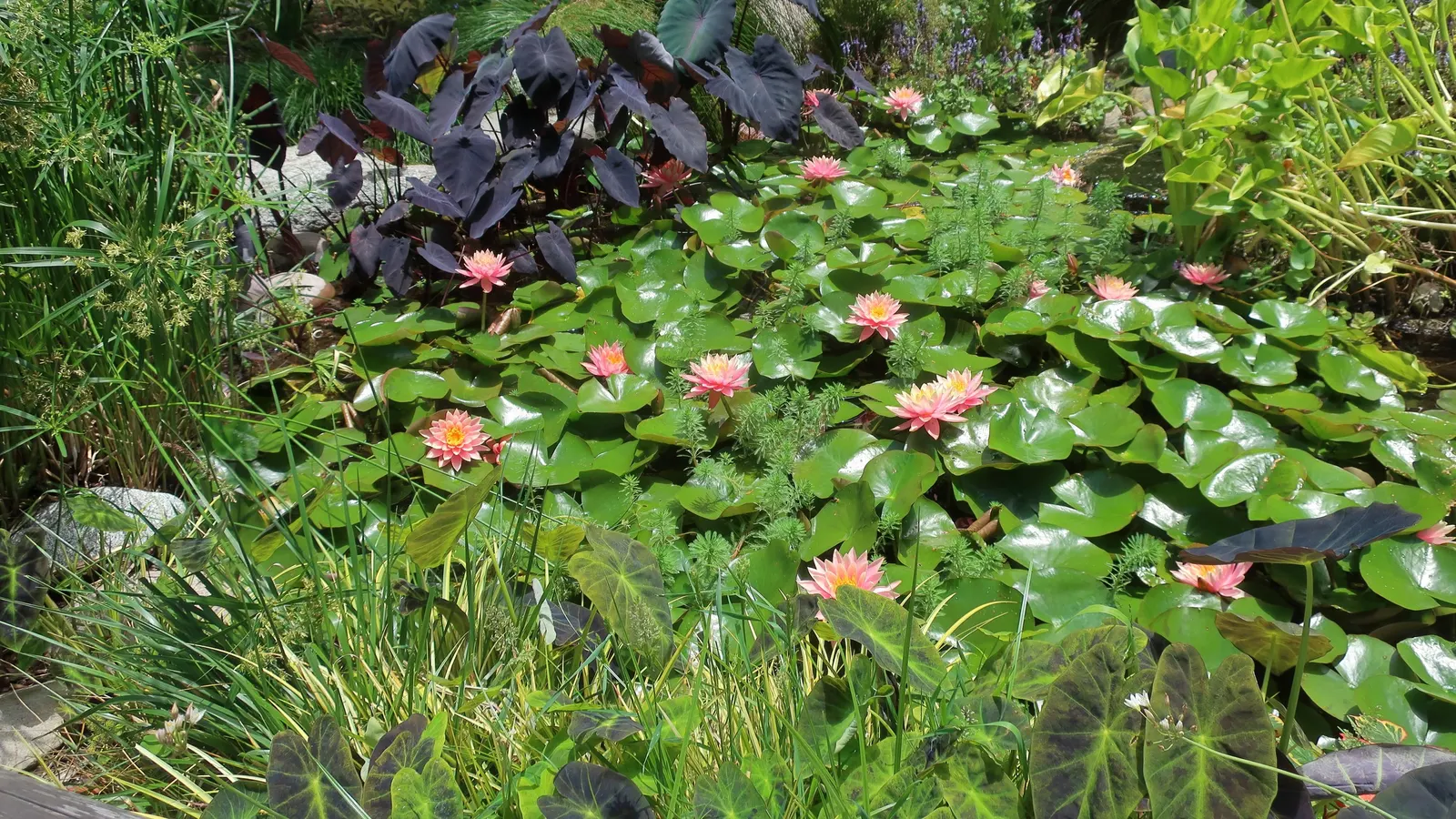 Black Magic Taro (Colocasia Esculenta 'Black Magic') — Soil should be rich and loamy with good drainage to prevent root rot