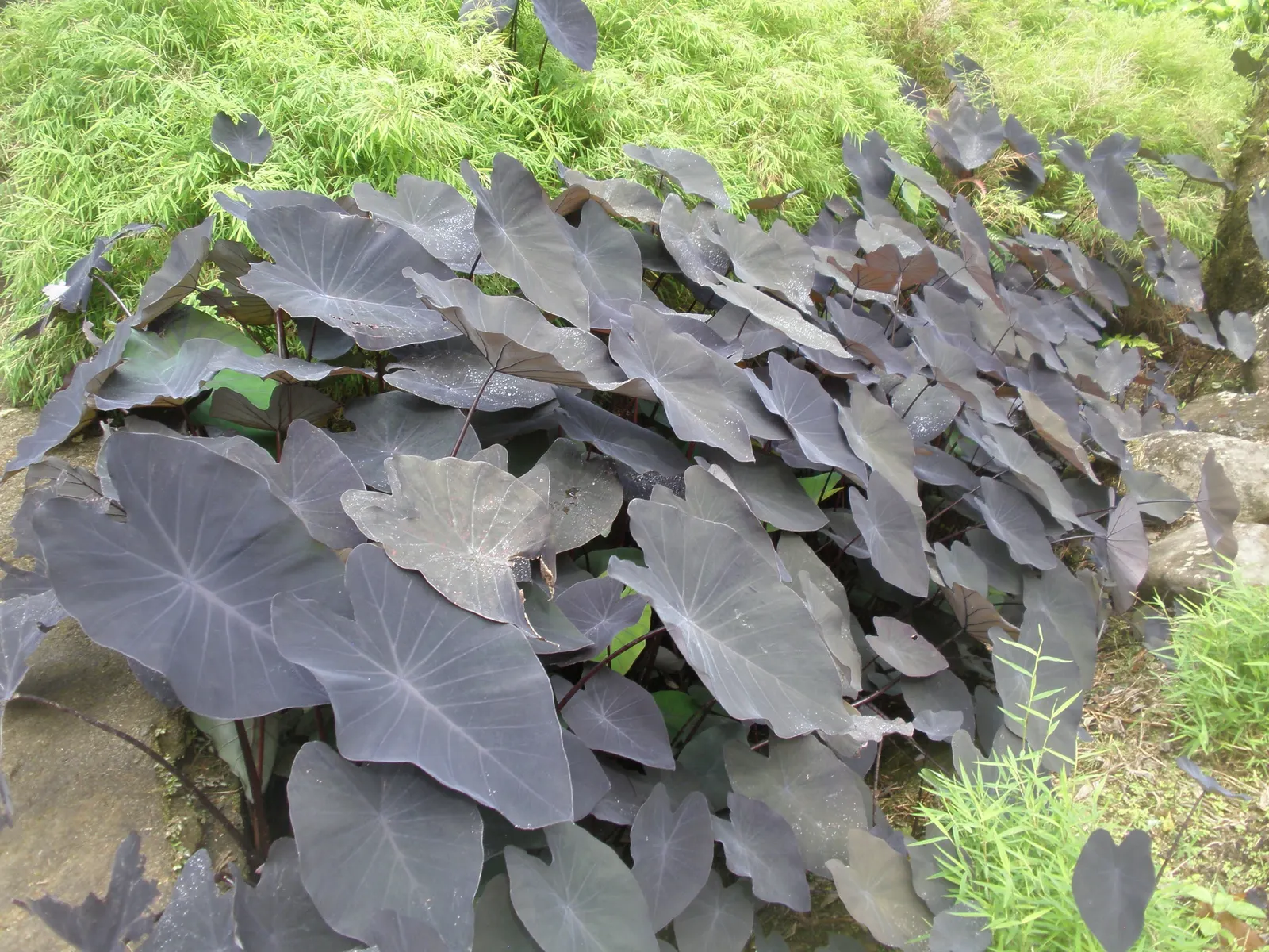 Black Magic Taro (Colocasia Esculenta 'Black Magic') — These leaves are supported by sturdy stems that can reach a height of 3 to 6 feet and a spread of 2 to 4