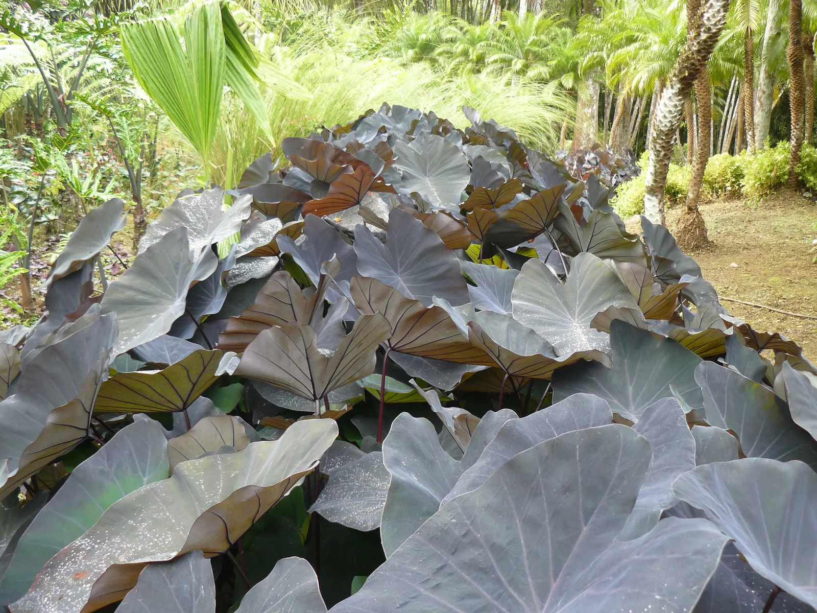 Black Magic Taro (Colocasia Esculenta 'Black Magic') — It performs best in partial shade but can tolerate full sun if kept adequately watered