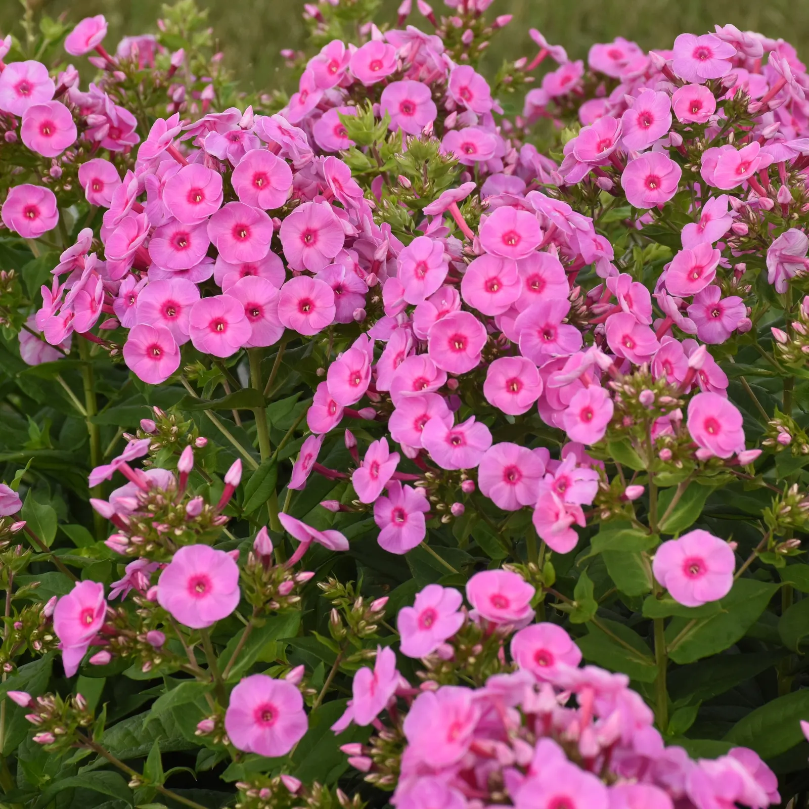 'Prismatic Pink' Tall Garden Phlox (Phlox paniculata) — or Phlox paniculata 'Prismatic Pink'
