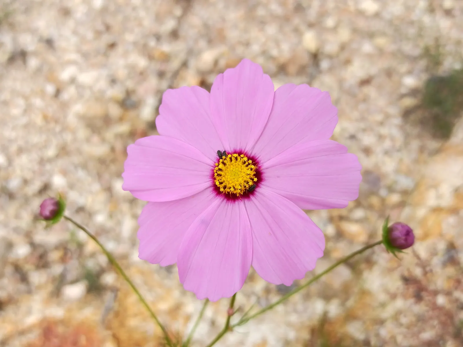Annual Cosmos (Cosmos Bipinnatus) — These charming blooms measure approximately 2 to 4 inches across and display a merry array of hues