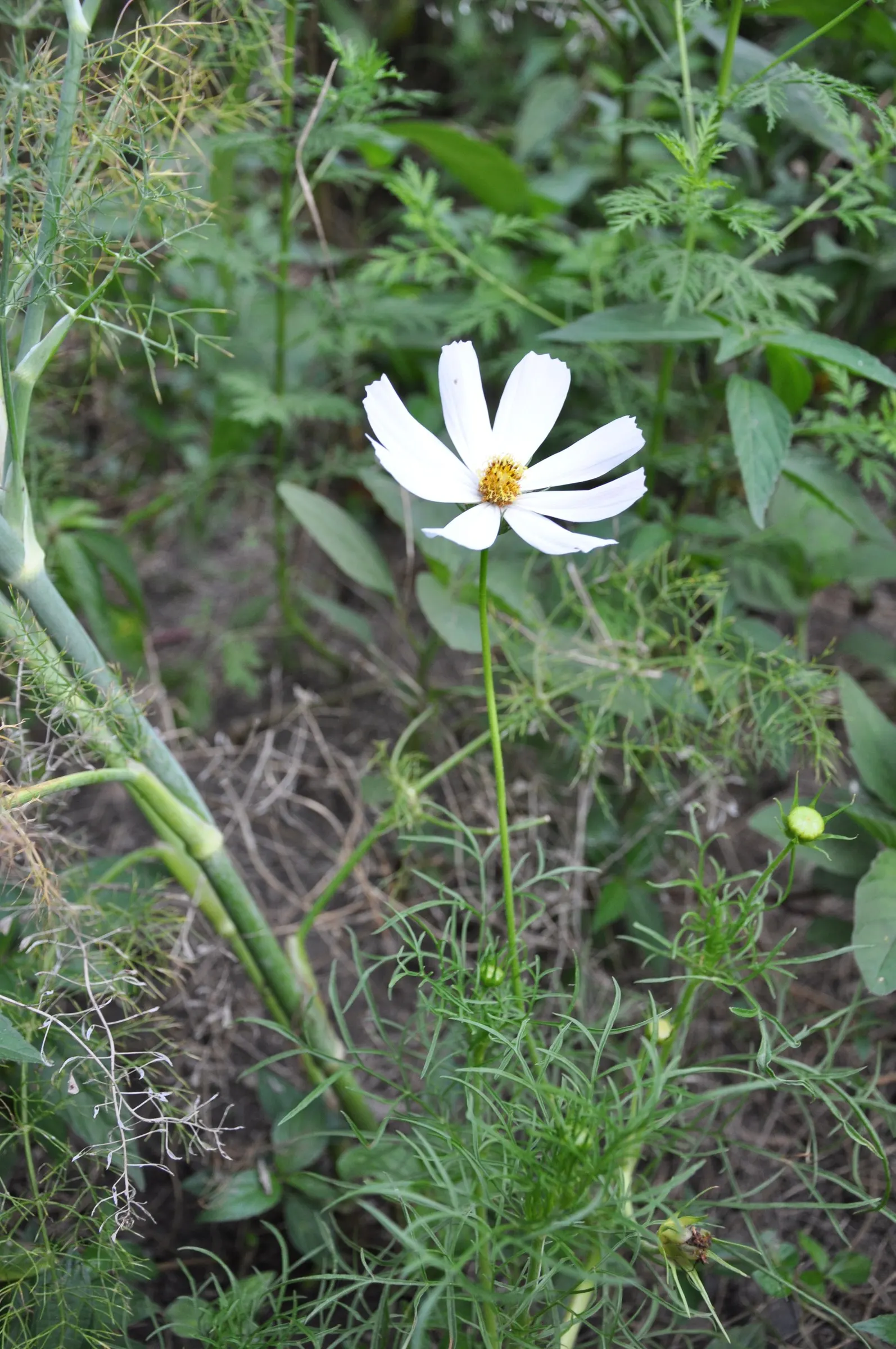 Annual Cosmos (Cosmos Bipinnatus) — These charming blooms measure approximately 2 to 4 inches across and display a merry array of hues; and, image 79