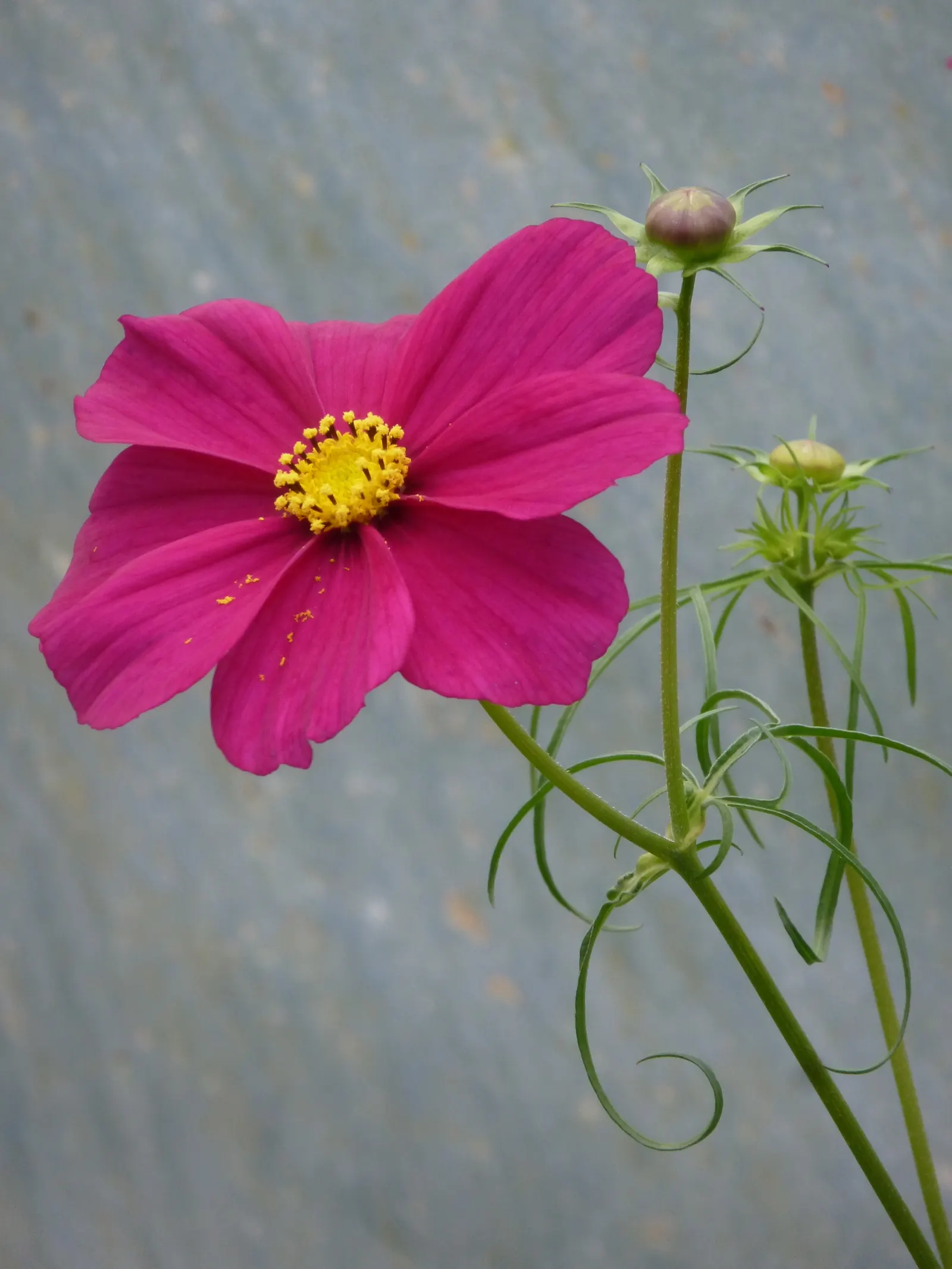 Annual Cosmos (Cosmos Bipinnatus) — multi-colored and pink flowers in the garden