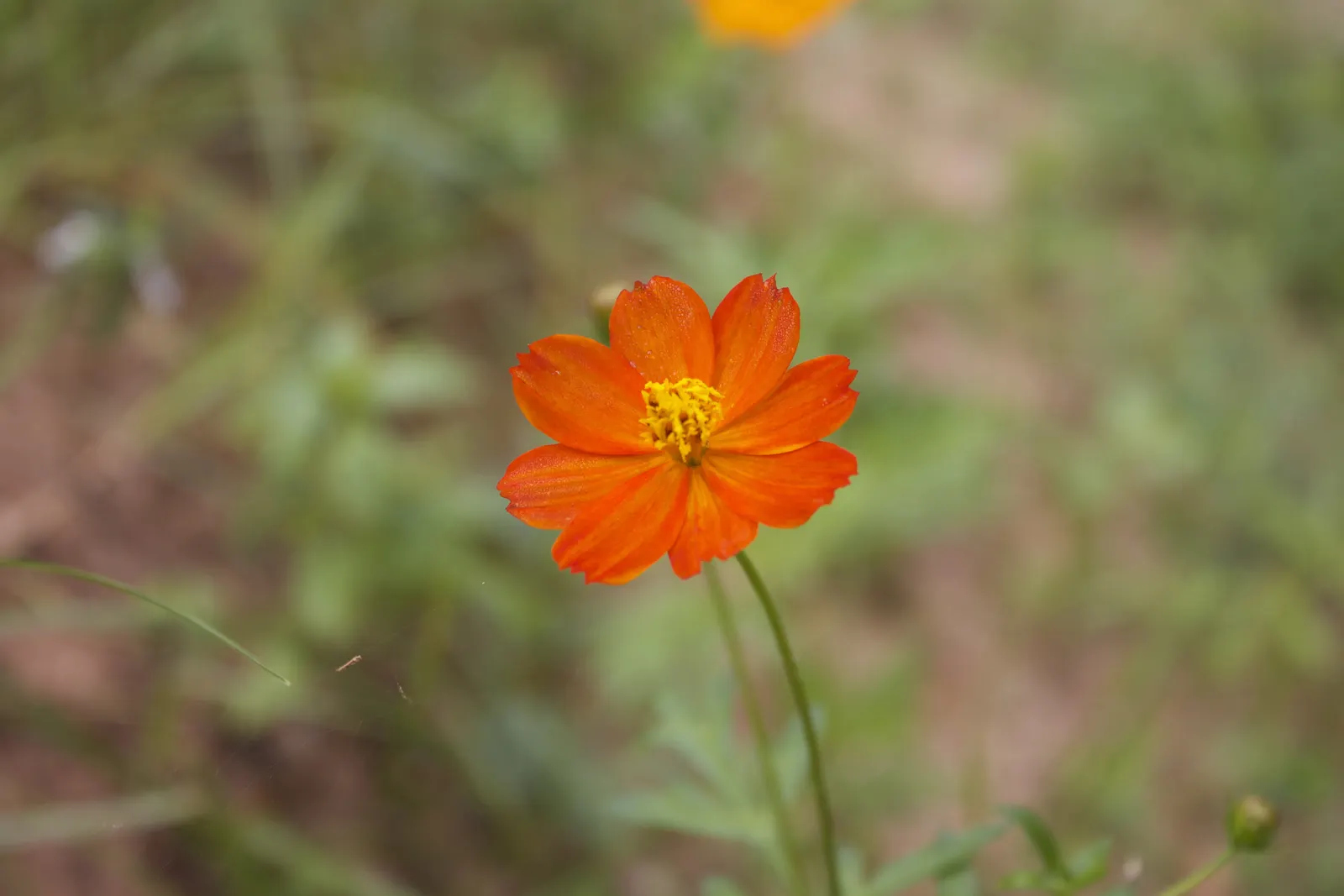 Annual Cosmos (Cosmos Bipinnatus) — they complete their life cycle within one growing season; for cutting gardens, Cosmos is an exceptional, image 169