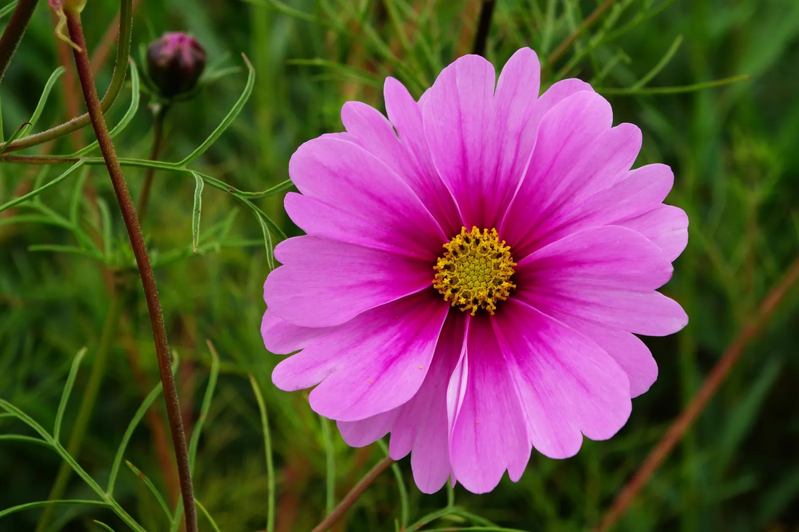 Annual Cosmos (Cosmos Bipinnatus) — requiring at least 6 hours of direct sunlight each day; plus, their flowers are attractive to butterflies and, image 114