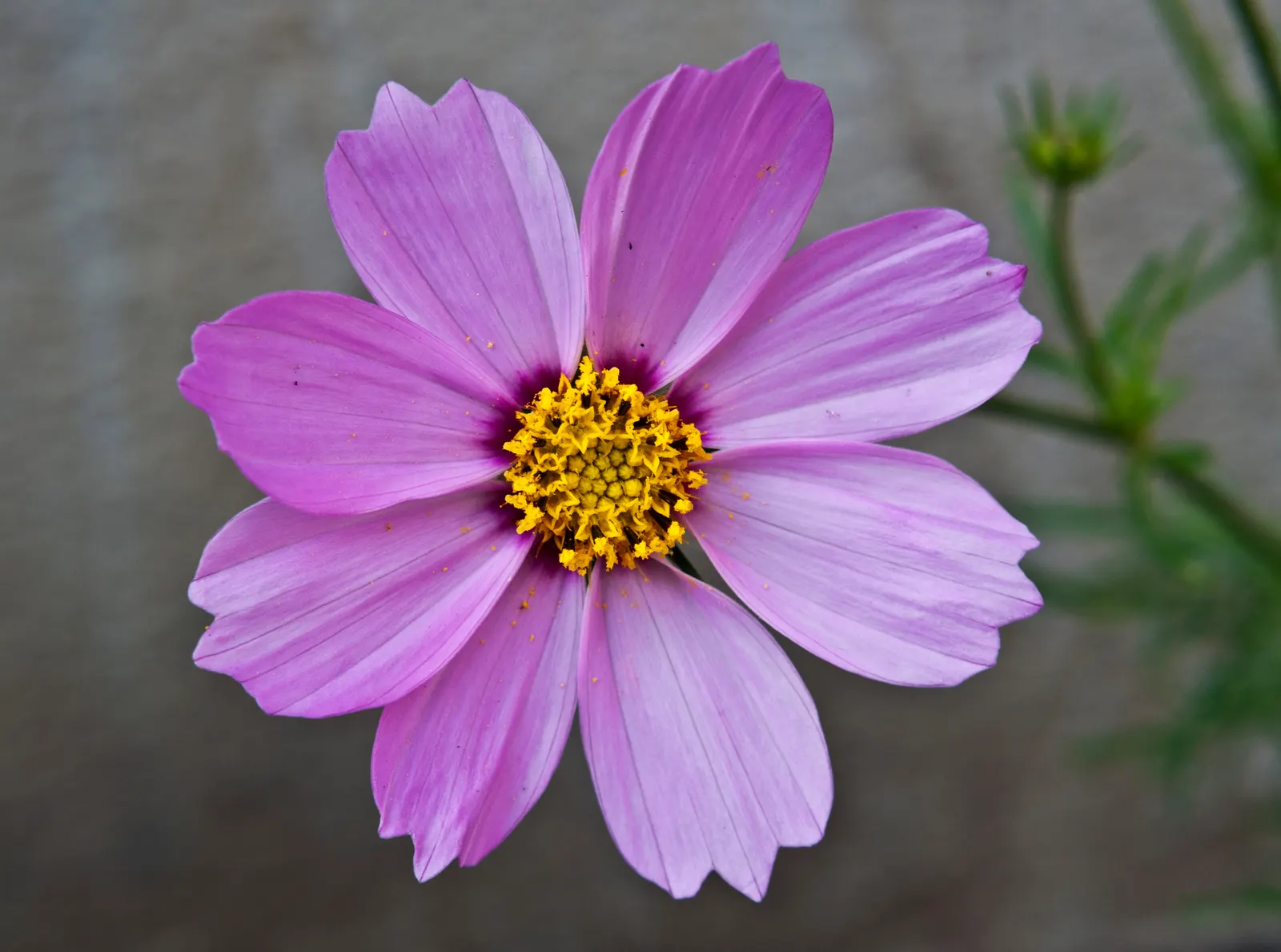 Annual Cosmos (Cosmos Bipinnatus) — Cosmos bipinnatus, known as Annual Cosmos, is an eye-catching flowering plant; blooms measure about 2-4 inches, image 161