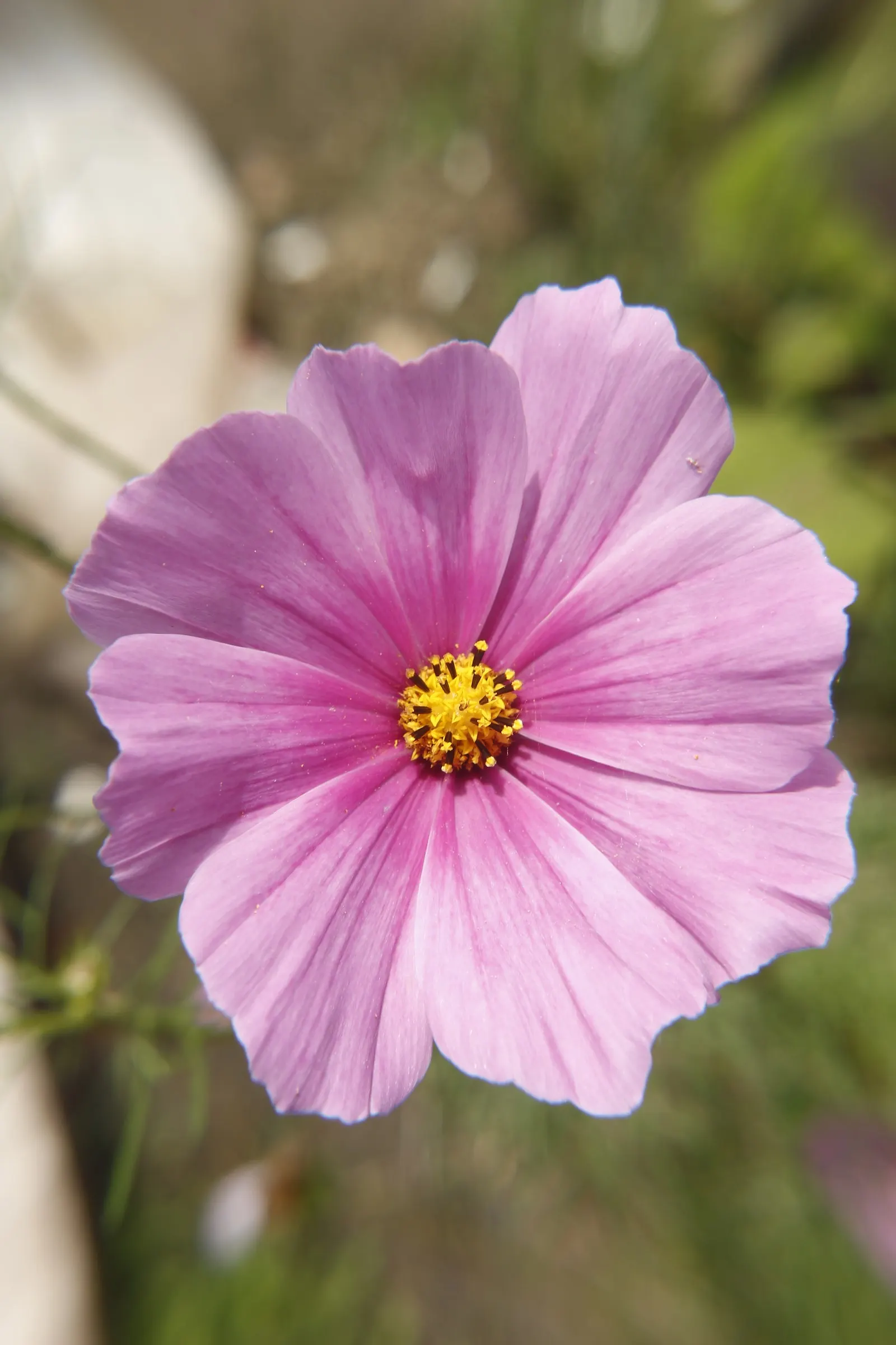 Annual Cosmos (Cosmos Bipinnatus) — annual with multi-colored and pink blooms; making them a forgiving choice for landscapes in hotter, image 95