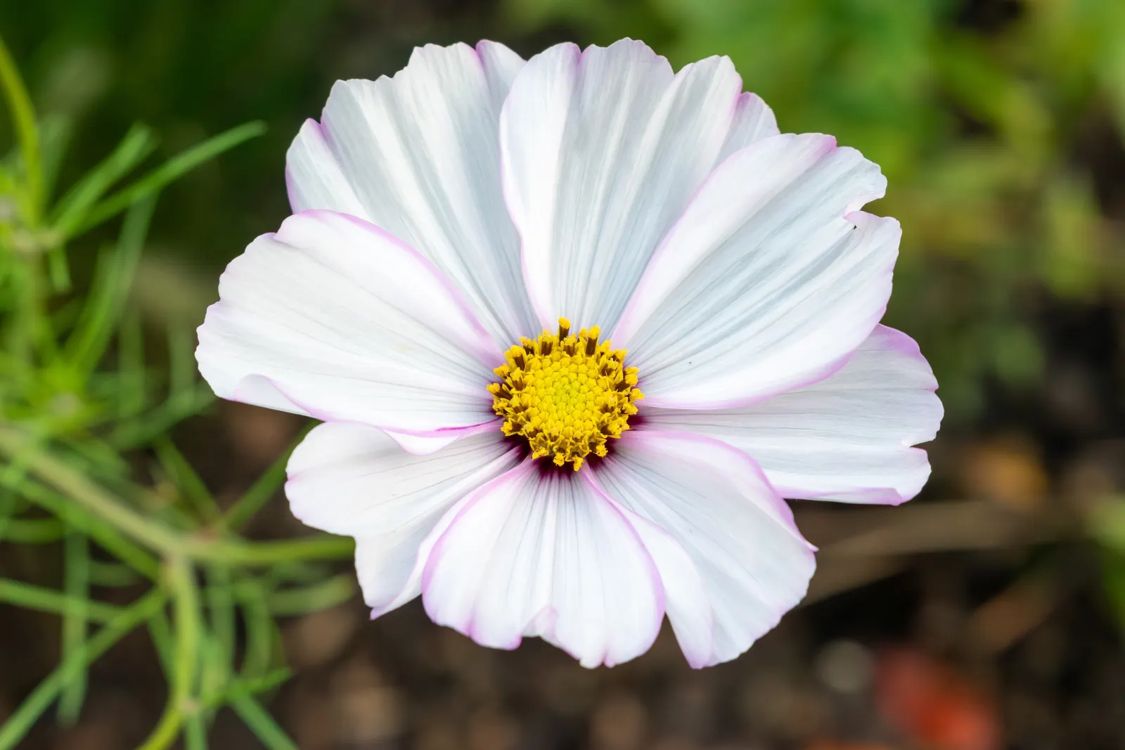 Annual Cosmos (Cosmos Bipinnatus) — Deadheading will encourage continued blooming and maintain a tidy appearance