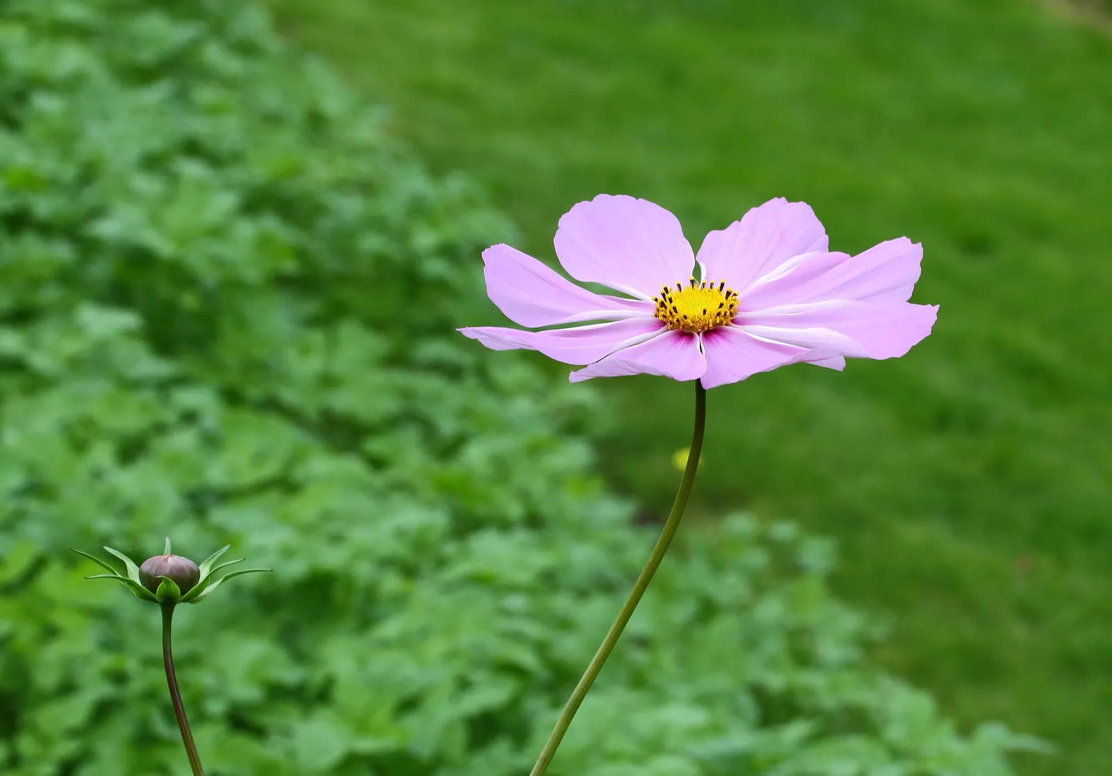 Annual Cosmos (Cosmos Bipinnatus) — annual for full or half; deadheading will encourage continued blooming and maintain a tidy appearance, image 128