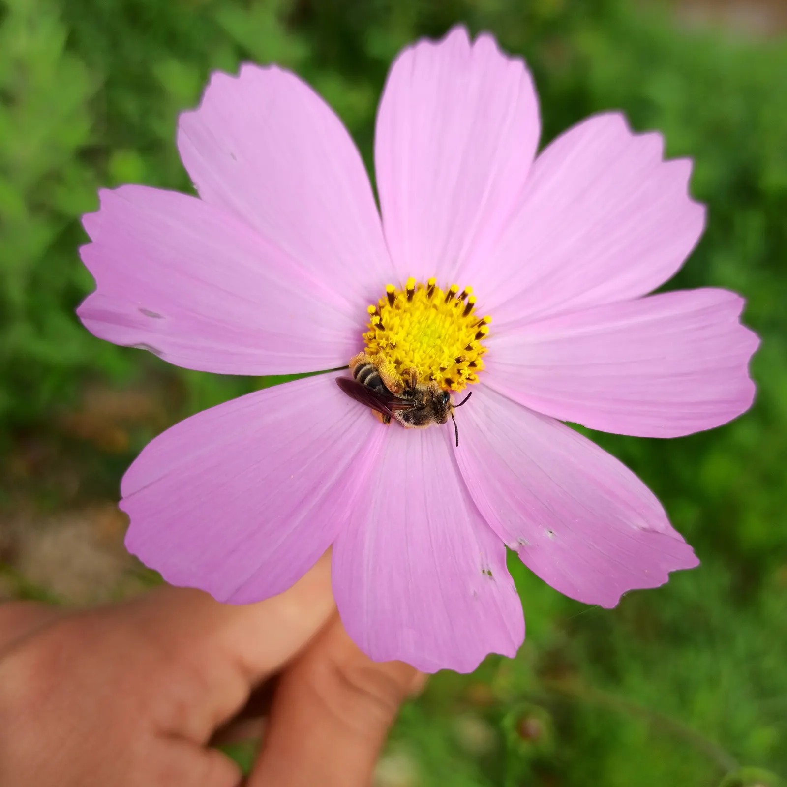 Annual Cosmos (Cosmos Bipinnatus) — annual with multi-colored and pink blooms