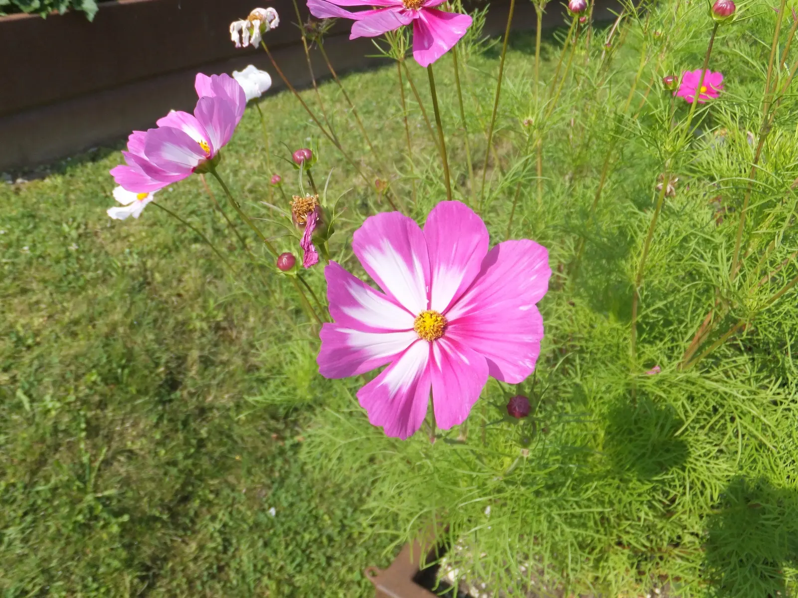 Annual Cosmos (Cosmos Bipinnatus) — or intersperse them amongst perennials to provide season-long interest