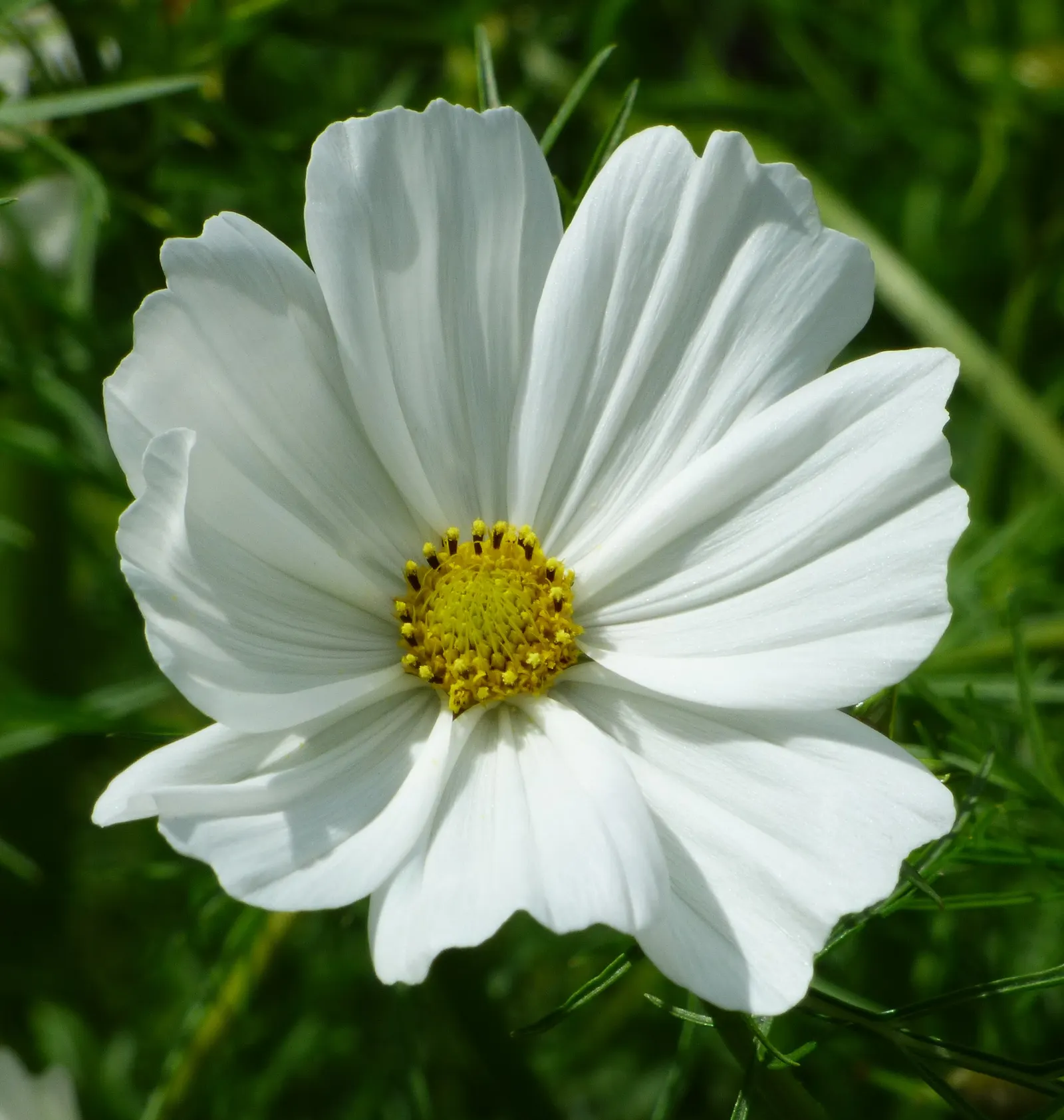 Annual Cosmos (Cosmos Bipinnatus) — For cutting gardens, Cosmos is an exceptional candidate, producing long-stemmed flowers ideal for bouquets, image 156