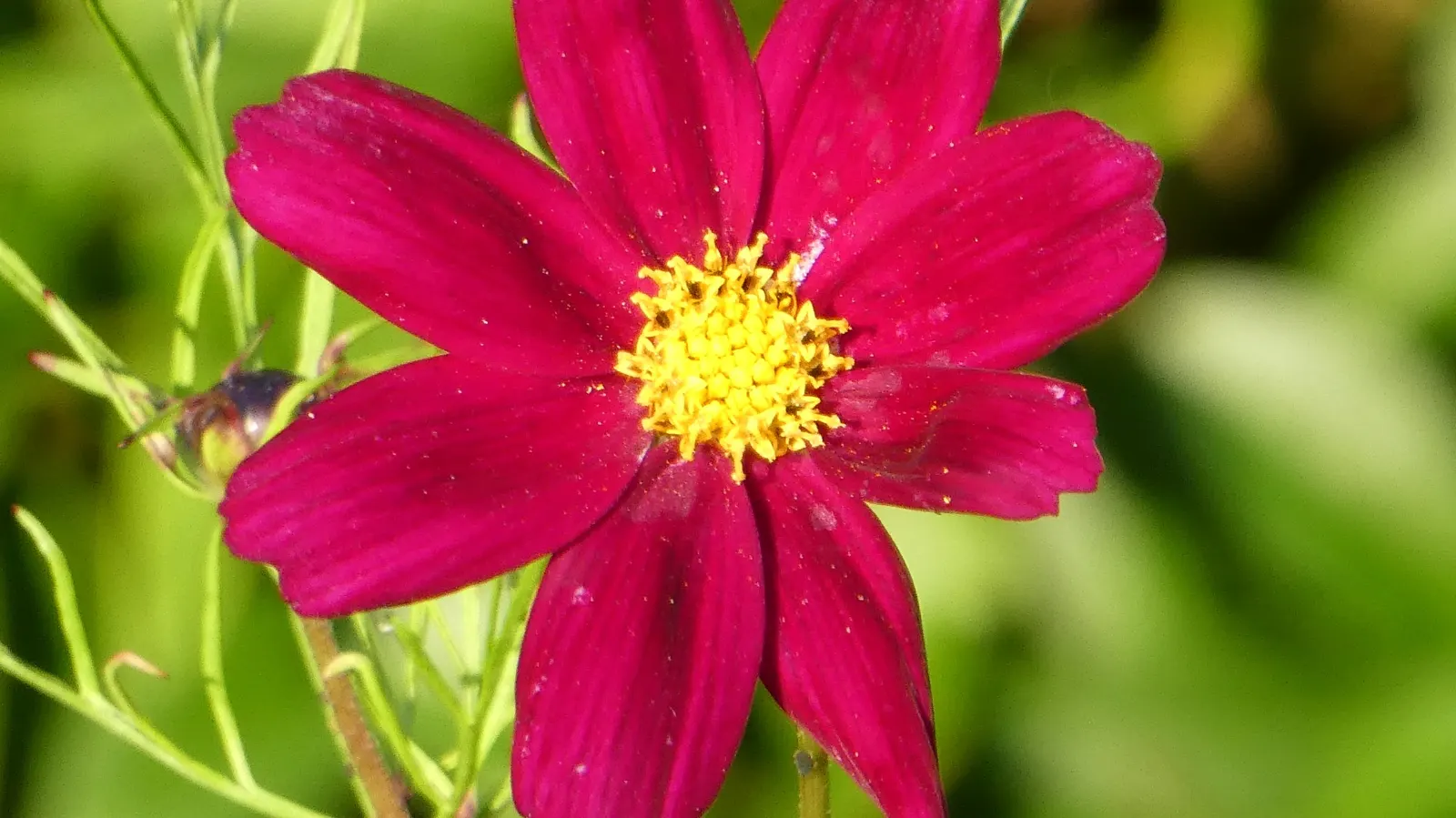 Annual Cosmos (Cosmos Bipinnatus) — Thriving in full sun and well-draining soils; annual for full or half, image 101