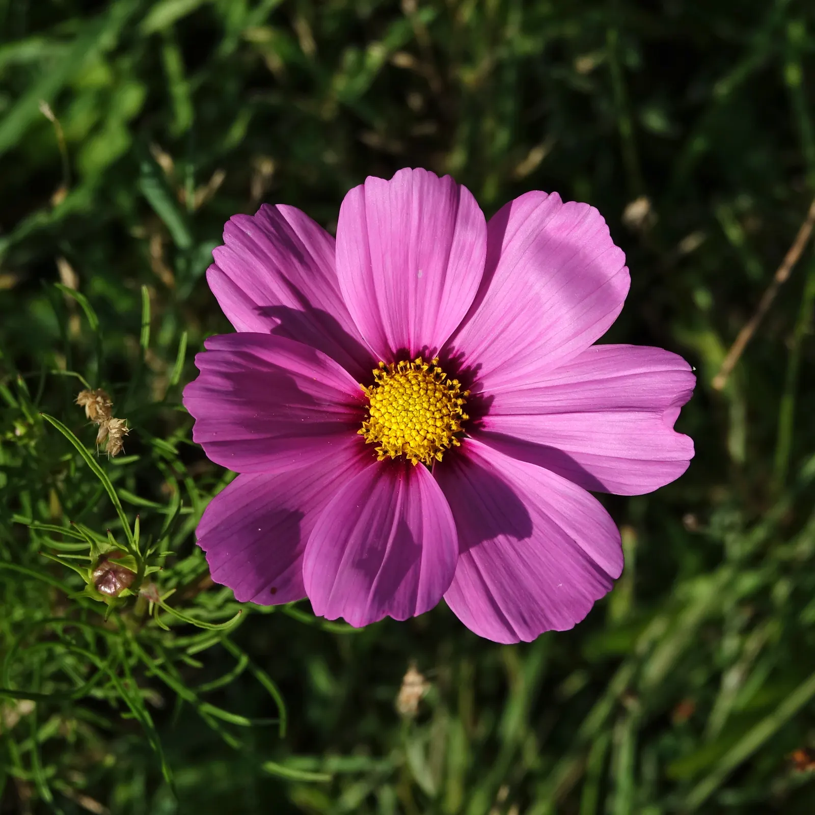 Annual Cosmos (Cosmos Bipinnatus) — and provides continual blooms from summer until frost; affectionately known as Cosmos bipinnatus, image 70