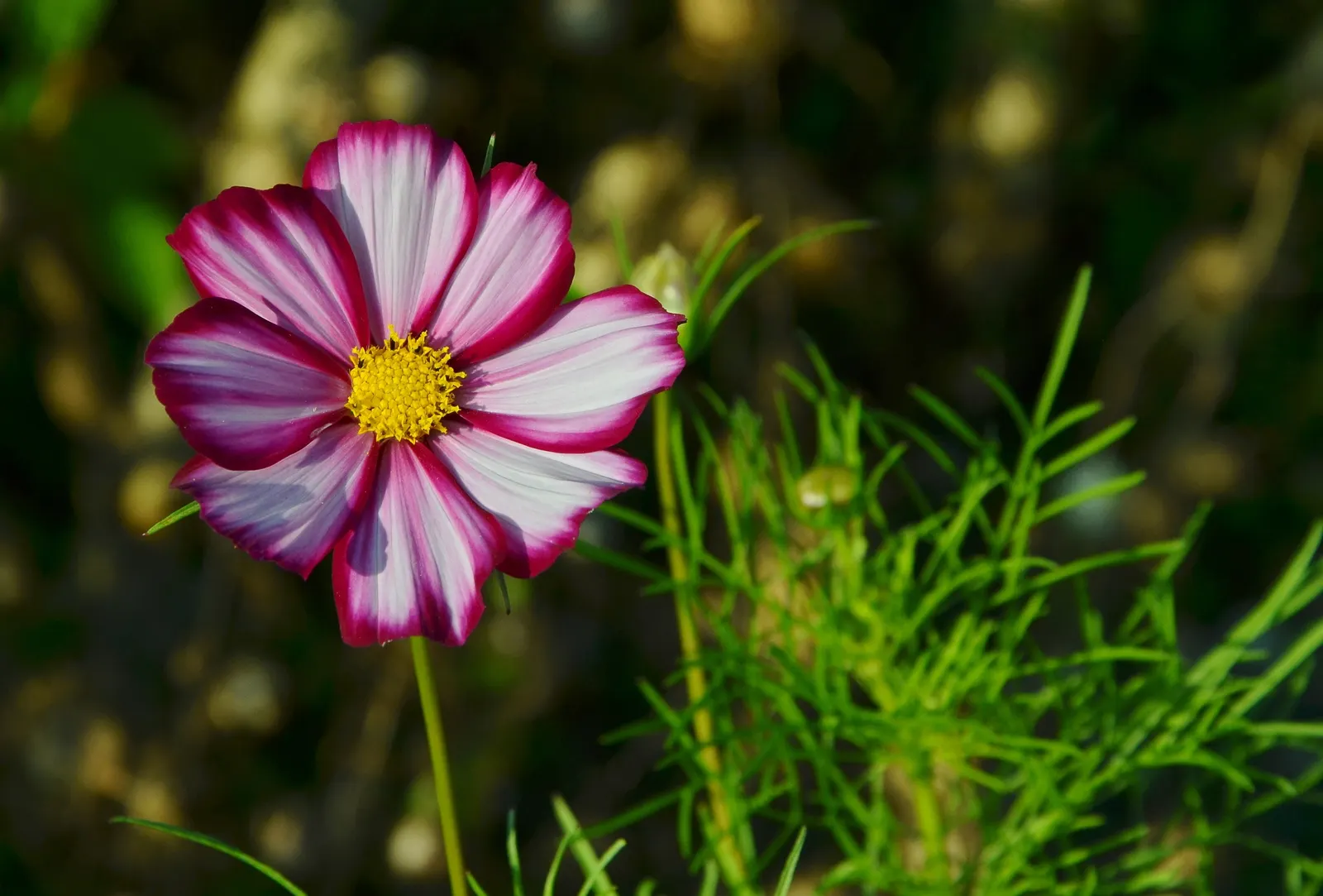 Annual Cosmos (Cosmos Bipinnatus) — somewhat wispy growth habit