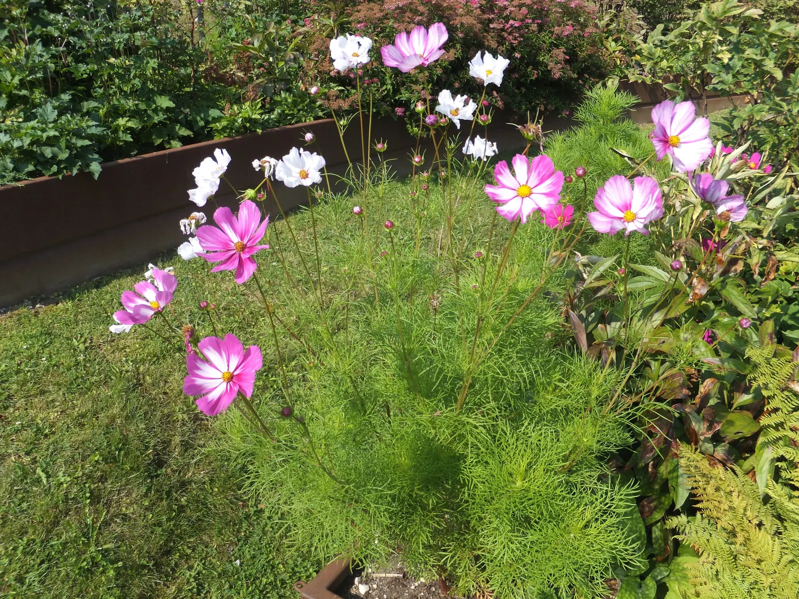 Annual Cosmos (Cosmos Bipinnatus) — It boasts feathery foliage and vibrant blossoms in shades of pink; cosmos bipinnatus boasts an upright, image 98