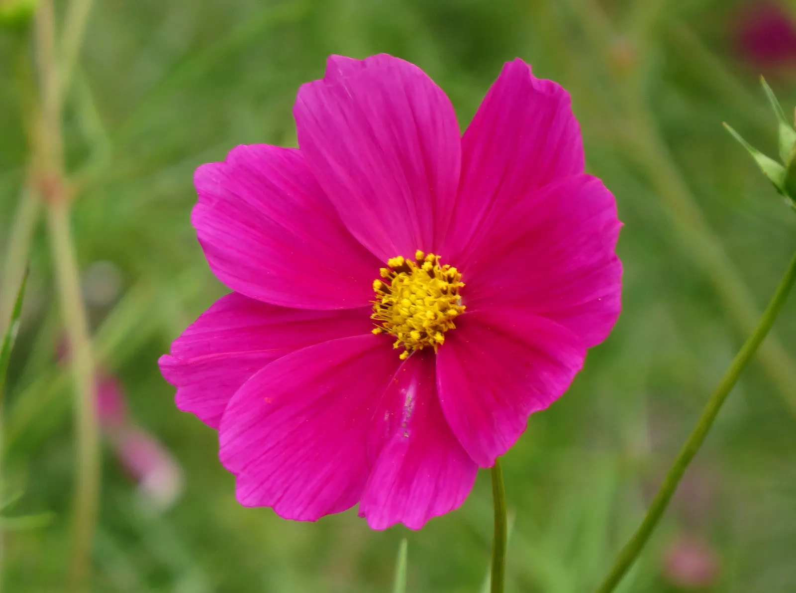 Annual Cosmos (Cosmos Bipinnatus) — and red atop slender stems reaching 2-4 feet in height; requiring at least 6 hours of direct sunlight each day, image 67
