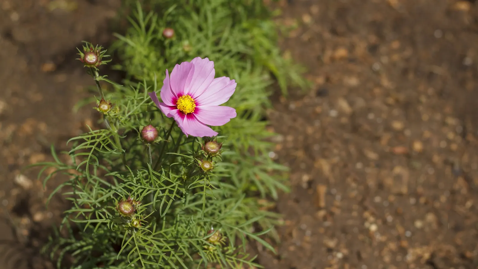 Annual Cosmos (Cosmos Bipinnatus) — Thriving in full sun and well-draining soils; annual for full or half
